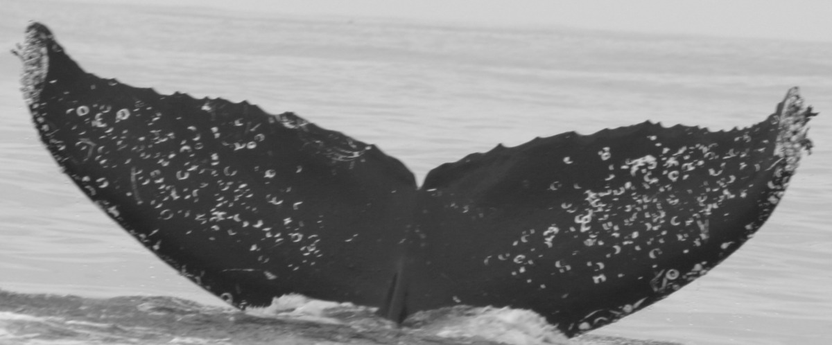 Fluke of CRC-11353