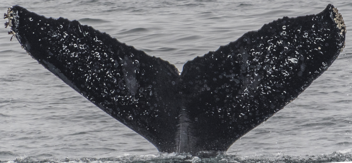 Fluke of CRC-10956
