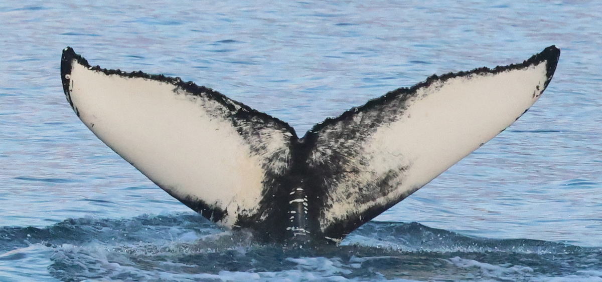 Fluke of HW-MN0104560