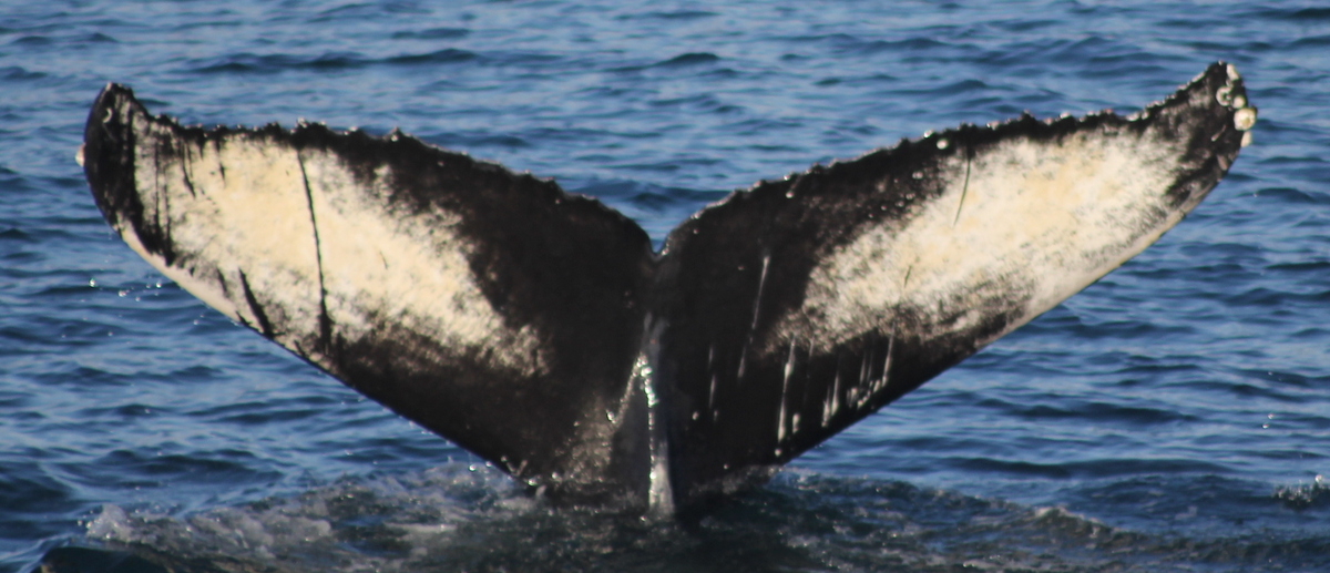 Fluke of HW-MN0104561