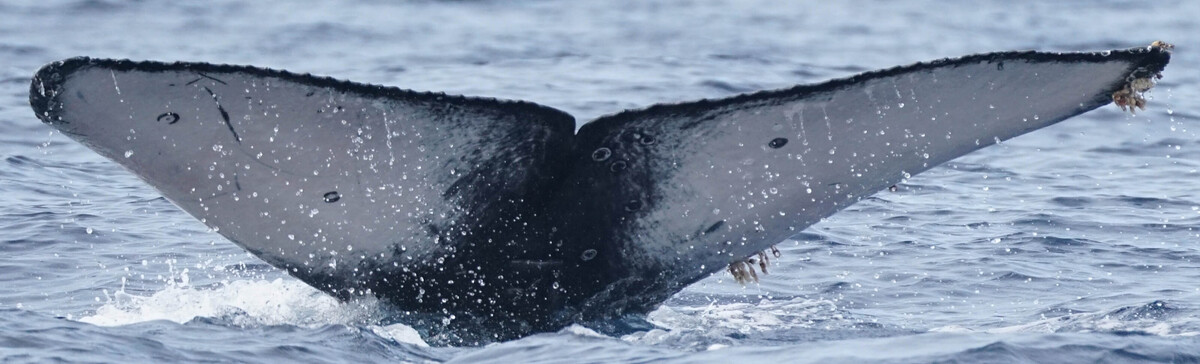 Fluke of HW-MN0524908