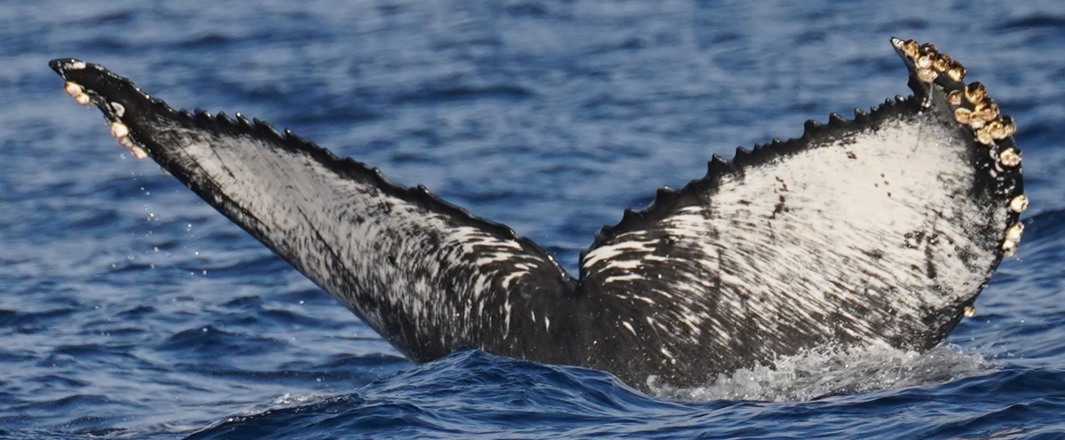 Fluke of HW-MN0524918
