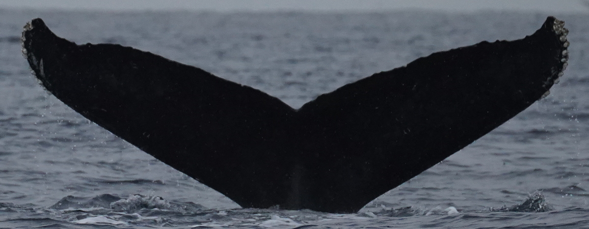Fluke of HW-MN0524926