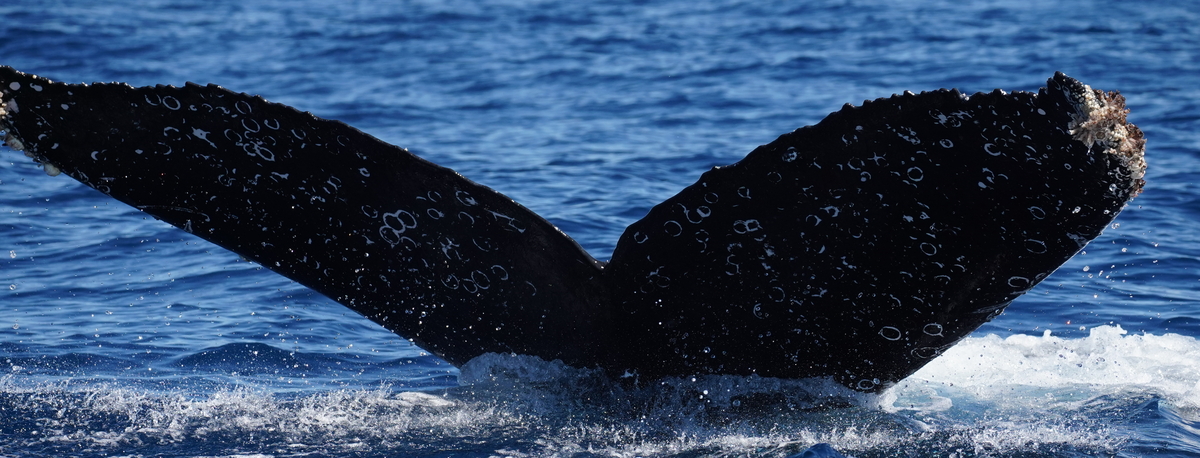 Fluke of HW-MN0524943