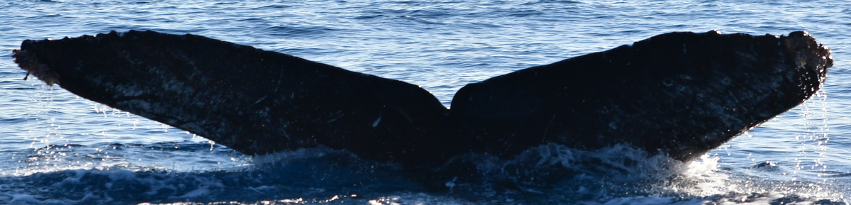 Fluke of HW-MN0524951