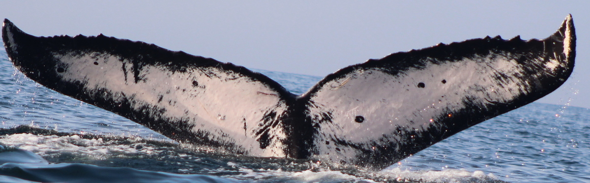 Fluke of CRC-15304