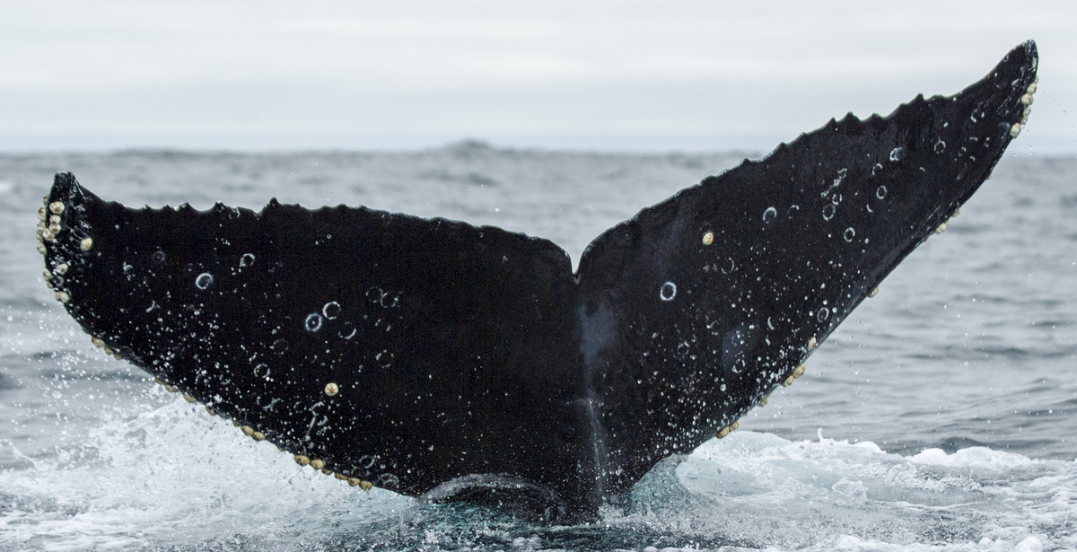 Fluke of CRC-11650