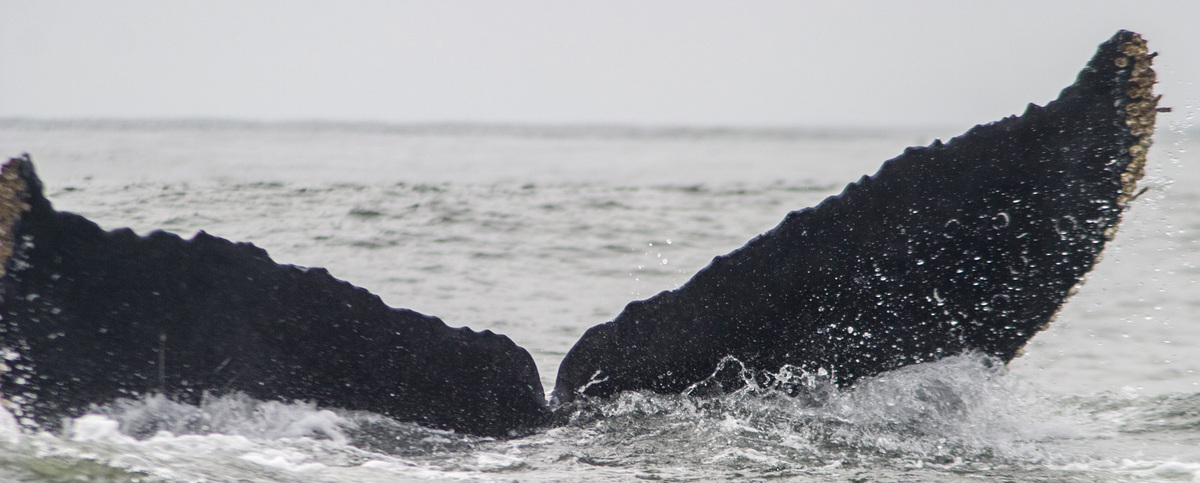 Fluke of CRC-10153