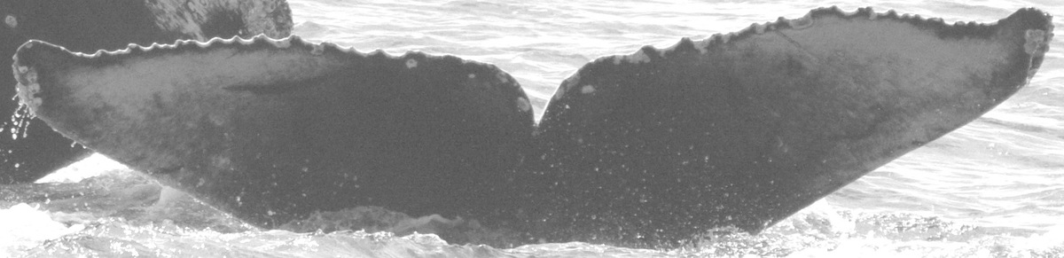 Fluke of CRC-15110