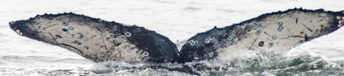 Fluke of CRC-12050