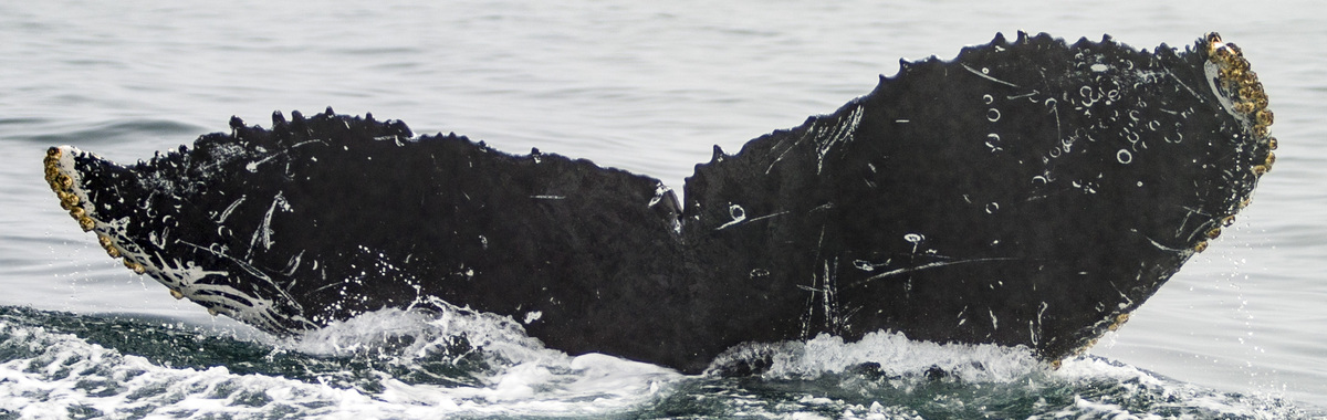 Fluke of CRC-10793