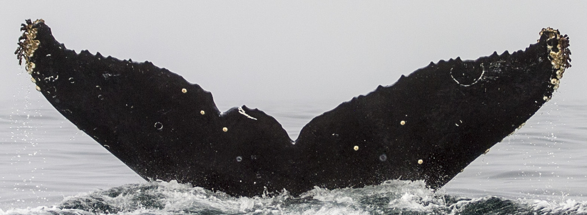 Fluke of CRC-11256