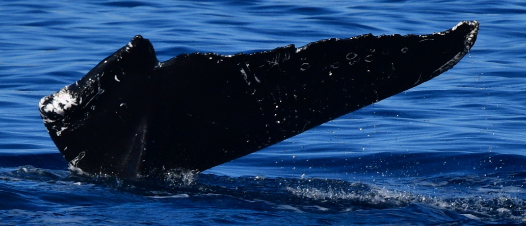 Fluke of HW-MN0524995
