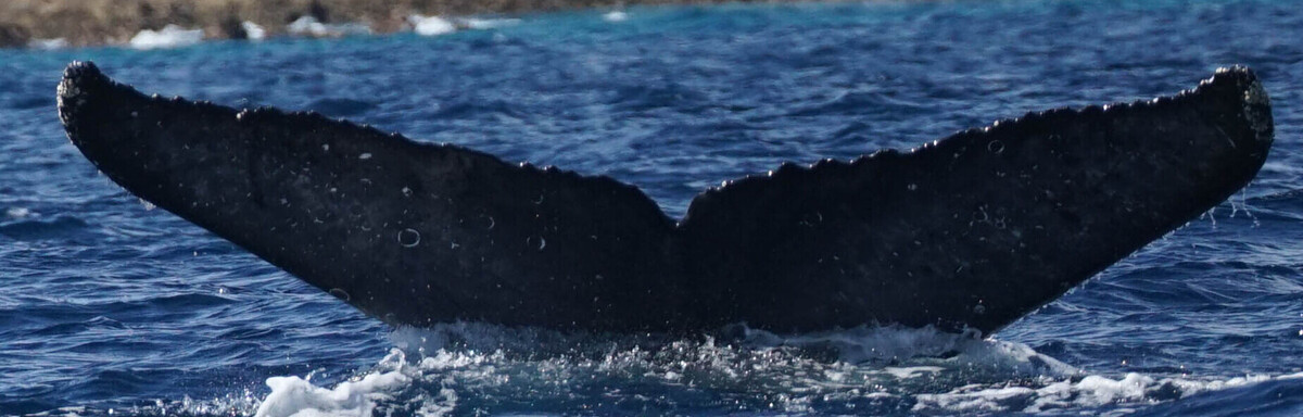 Fluke of HW-MN0525013