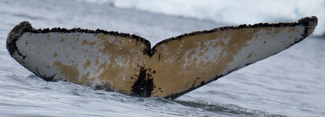 Fluke of HW-MN1301063