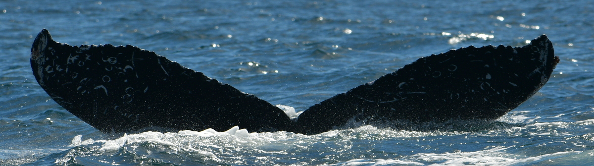 Fluke of HW-MN0525033