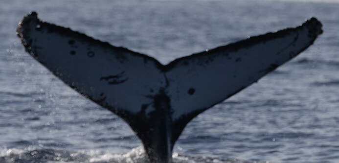 Fluke of HW-MN0525052