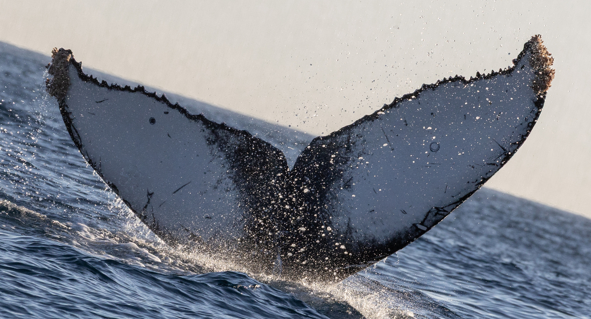 Fluke of HW-MN0525061
