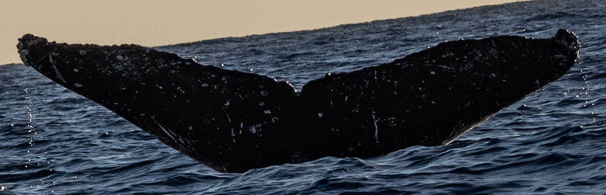 Fluke of HW-MN0525109