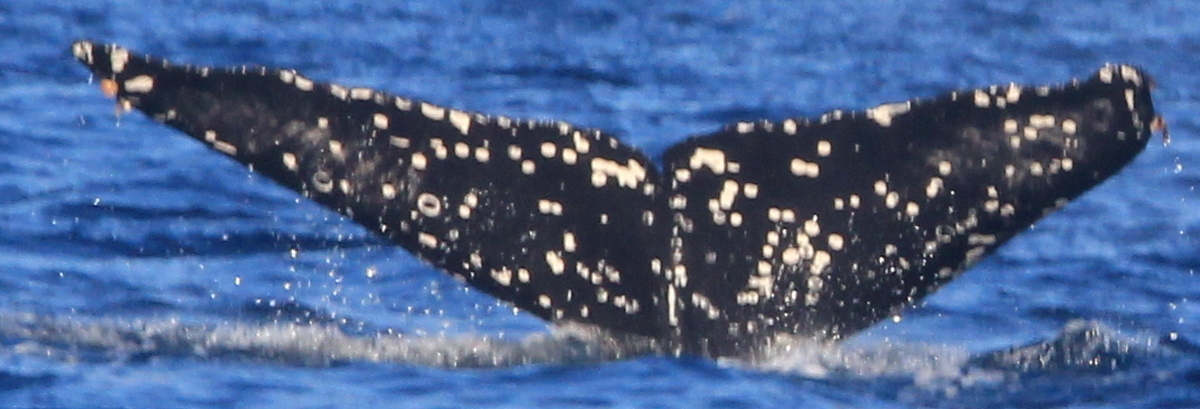 Fluke of HW-MN0525118