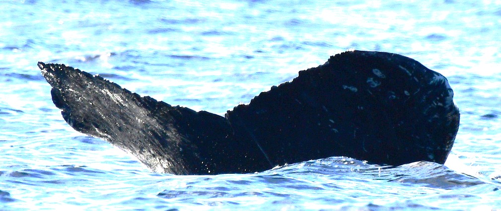 Fluke of HW-MN0525131