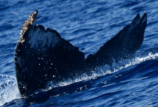 Fluke of HW-MN0525148