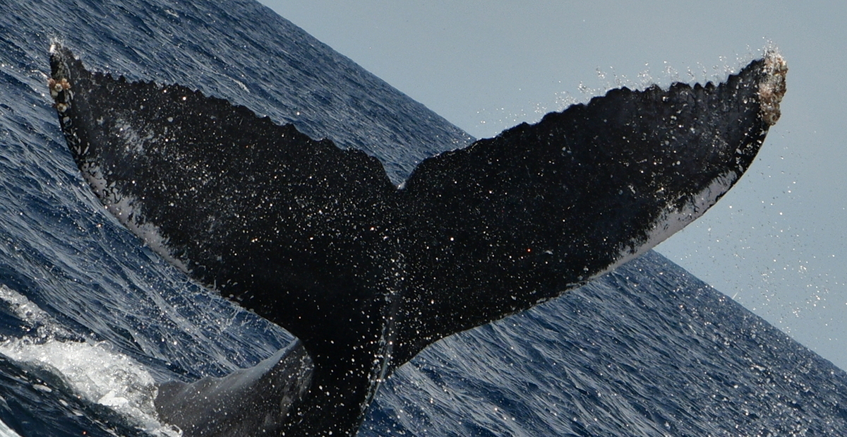 Fluke of HW-MN0525153