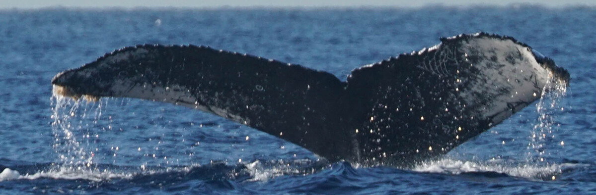 Fluke of HW-MN0525159