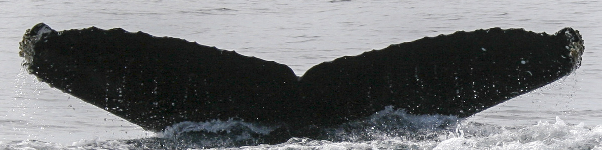 Fluke of CRC-12168
