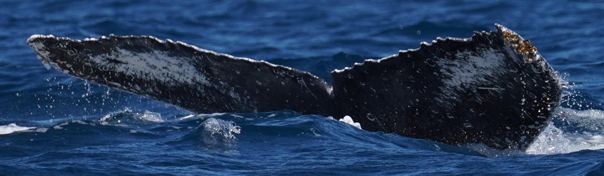 Fluke of HW-MN0525179