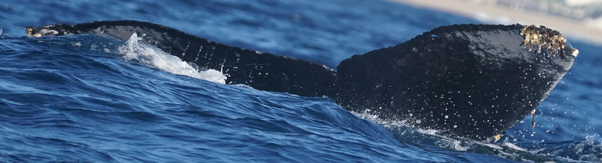 Fluke of HW-MN0525202