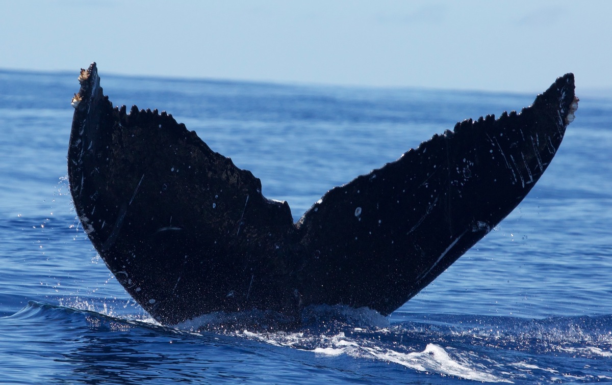 Fluke of BCX1179
