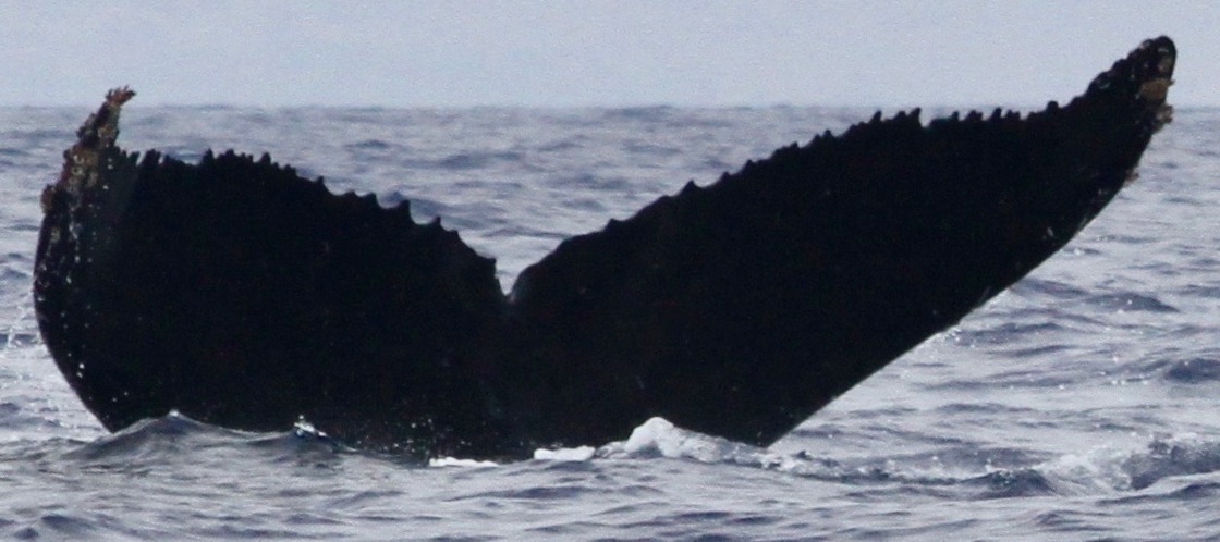 Fluke of HW-MN0440807