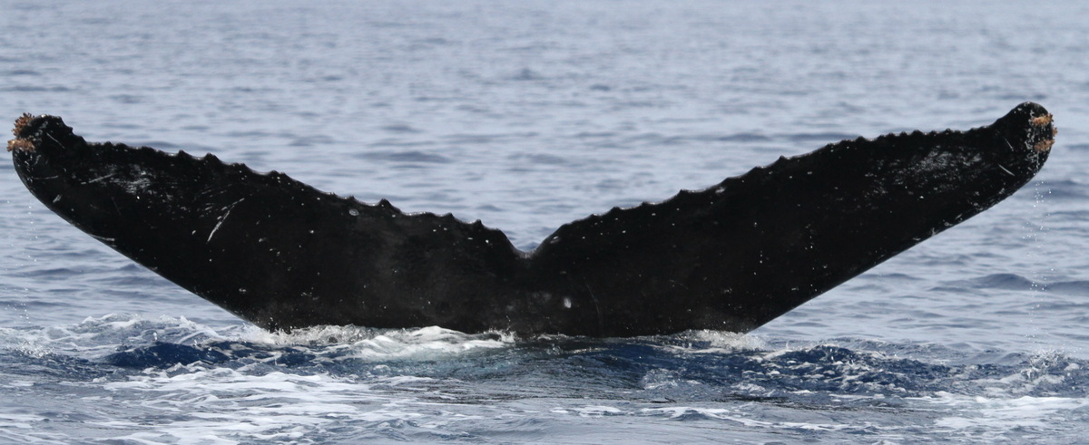 Fluke of PWF-NP_2561