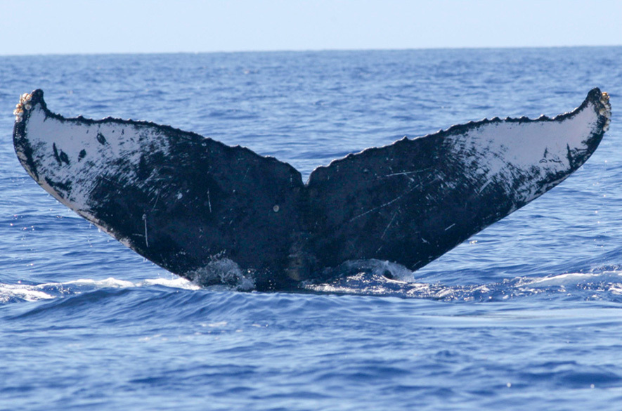Fluke of MissyB (Kauai)