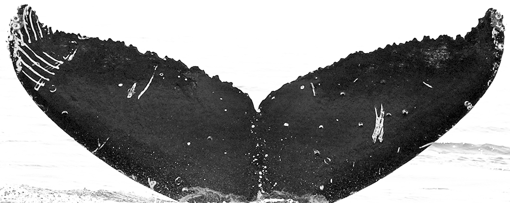 Fluke of HW-MN0440806