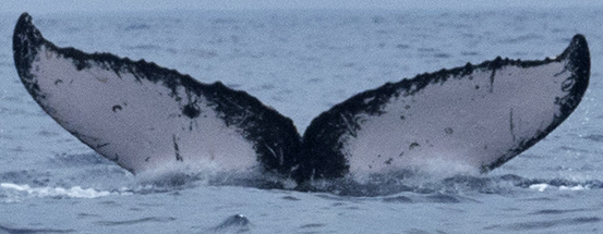 Fluke of HW-MN0440817