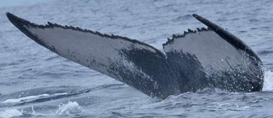 Fluke of HW-MN0440808