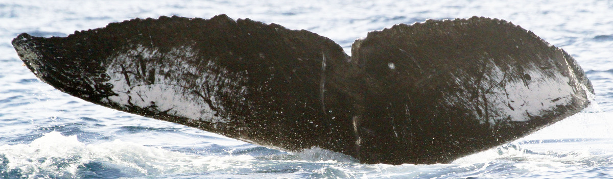 Fluke of CRC-18148