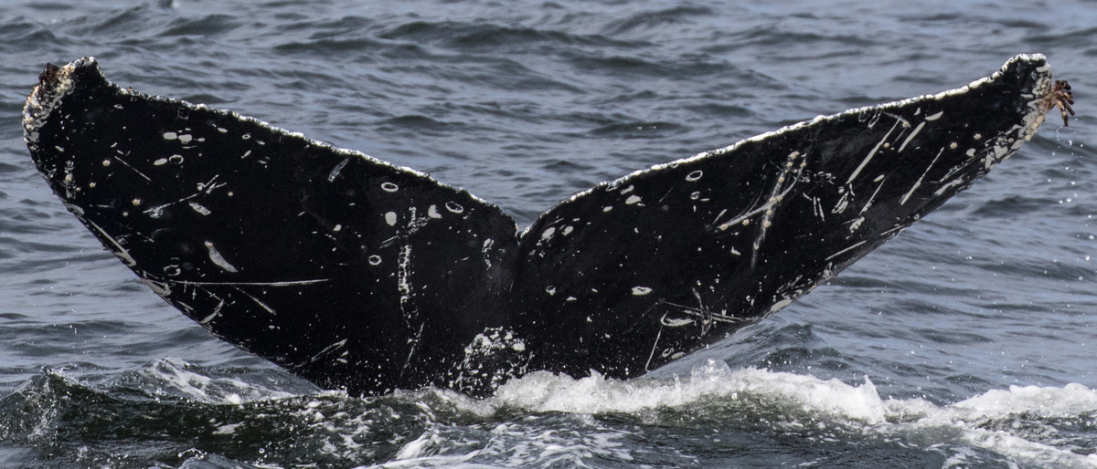 Fluke of Whale Awareness Ribbon