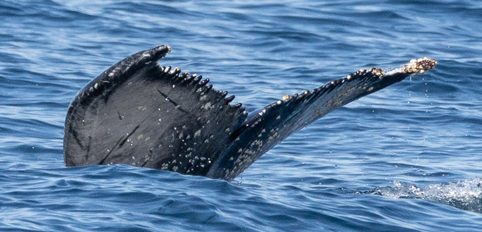 Fluke of Sunny (2025-2026 calf of Shades)