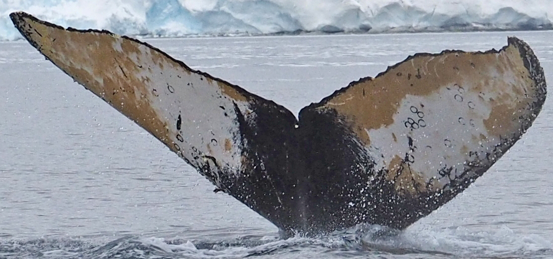 Fluke of HW-MN1301083