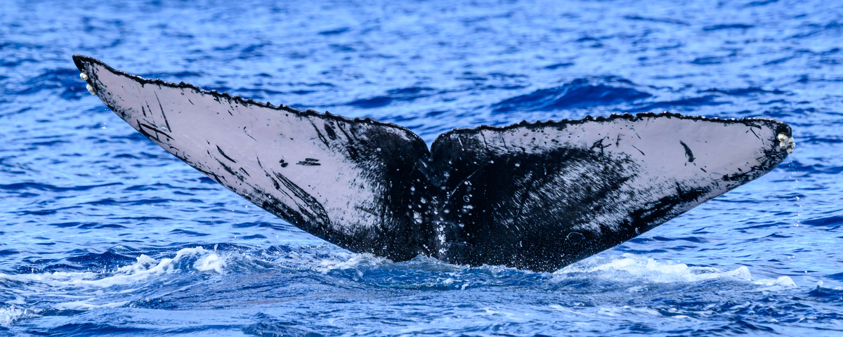Fluke of Emma Jean (Hawaii)