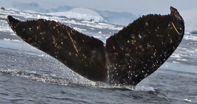 Fluke of HW-MN1301085
