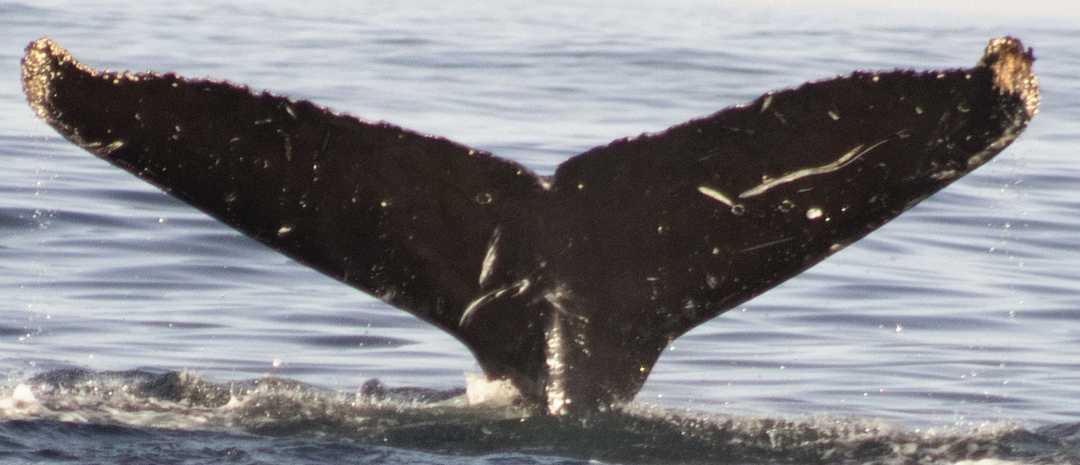 Fluke of CRC-17805