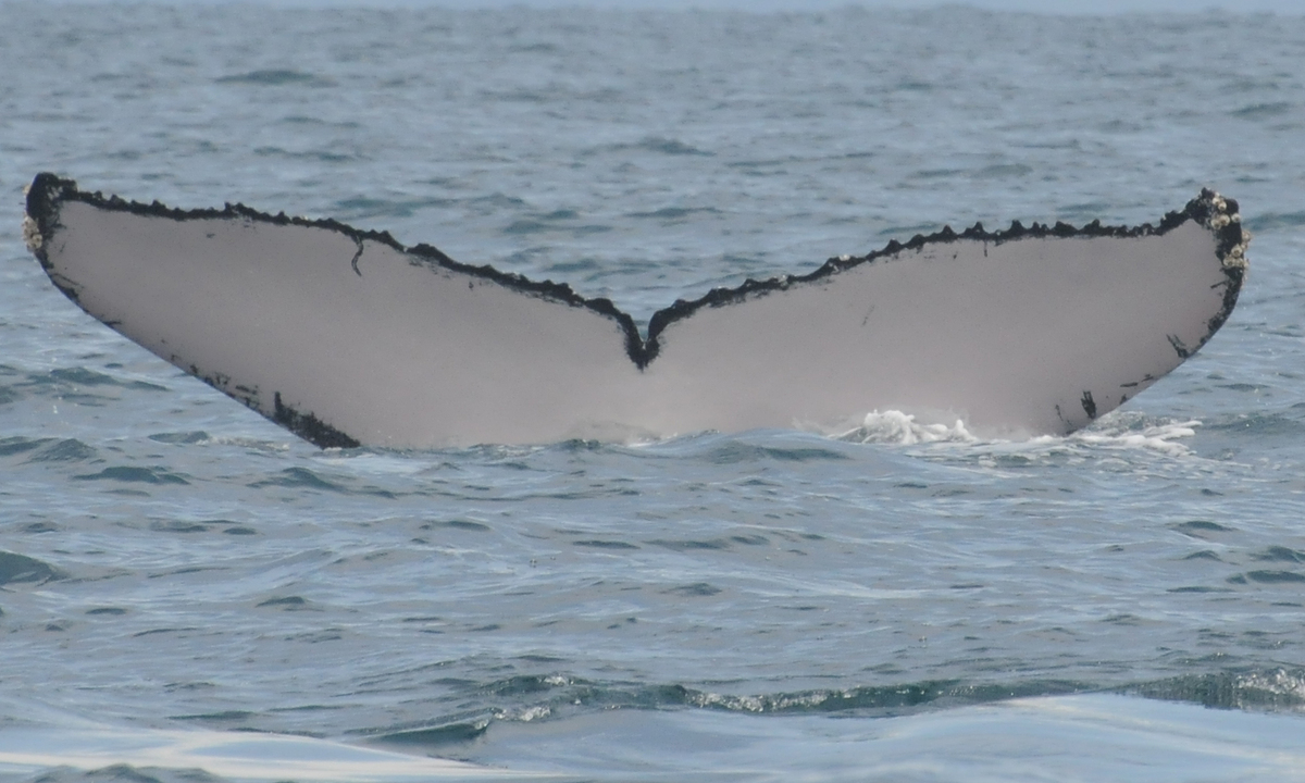 Fluke of PAN-1258