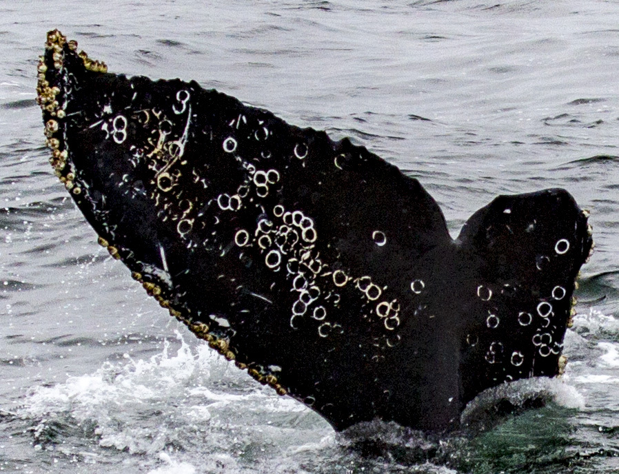Fluke of CRC-17455