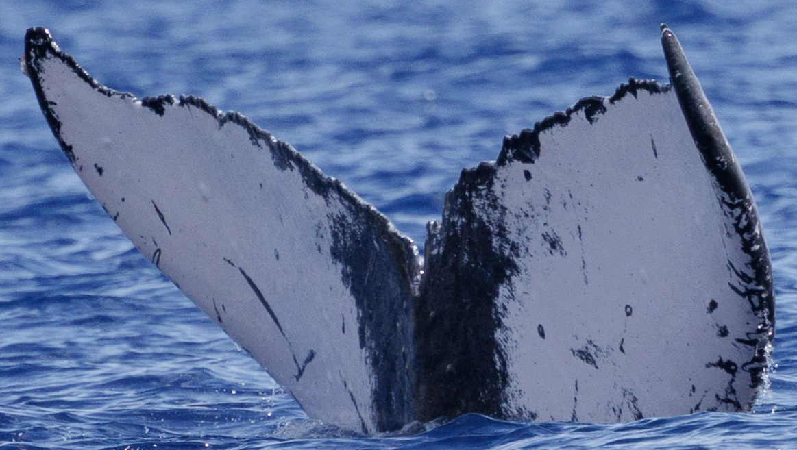 Fluke of HW-MN0445511
