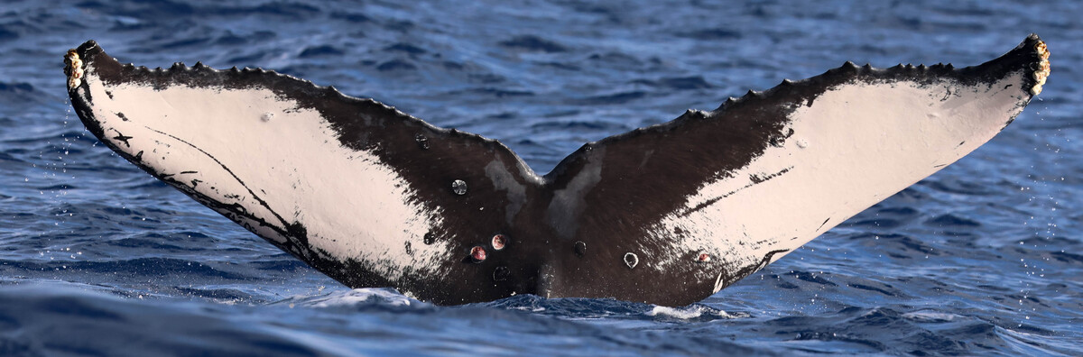 Fluke of HW-MN0445514