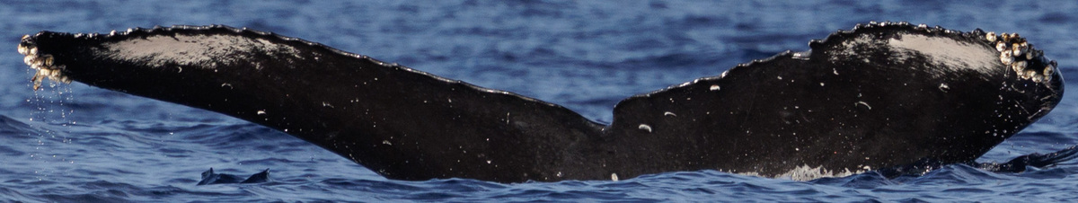Fluke of HW-MN0445545
